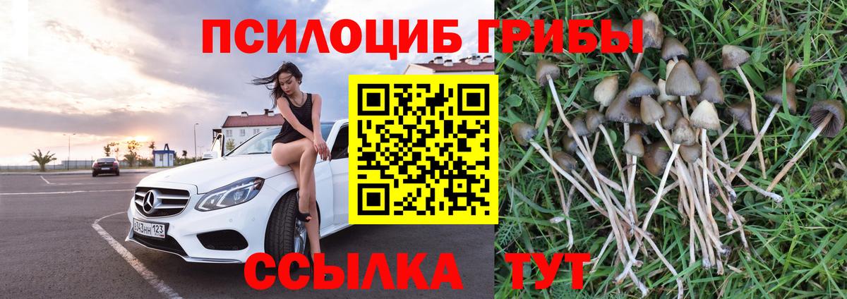 Галлюциногенные грибы GOLDEN TEACHER Каменск-Шахтинский