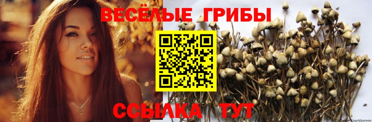 Псилоцибиновые грибы MAGIC MUSHROOMS  Вход с VPN  Каменск-Шахтинский 